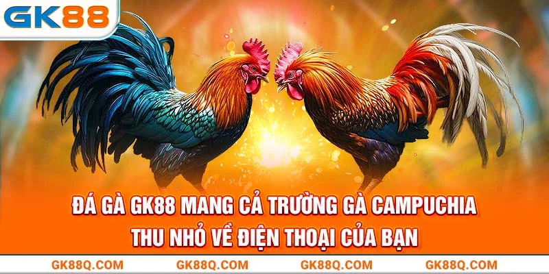 da-ga-gk88-mang-ca-truong-ga-campuchia-thu-nho-ve-dien-thoai-cua-ban